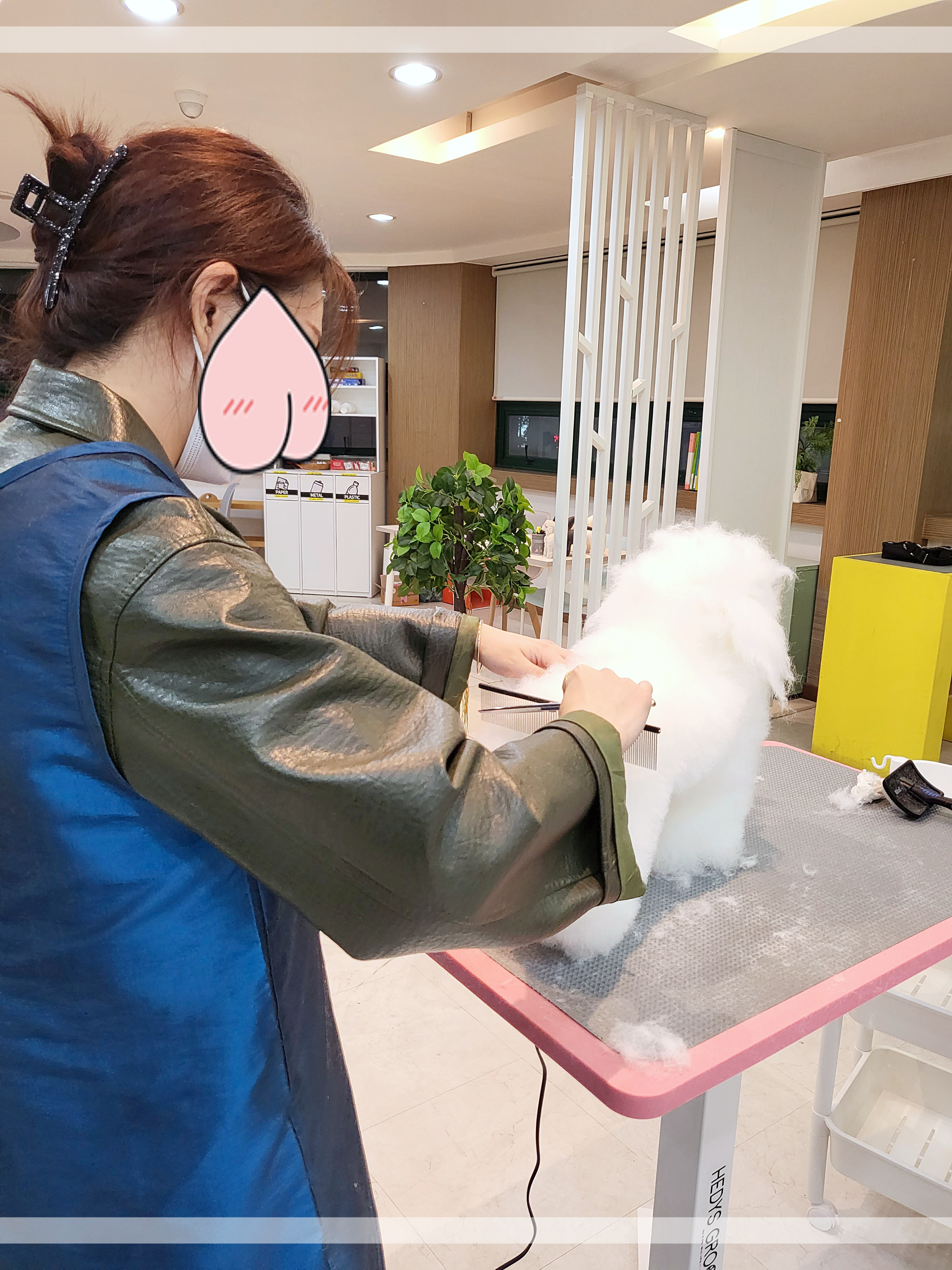 진해애견미용학원-정애견미용학원