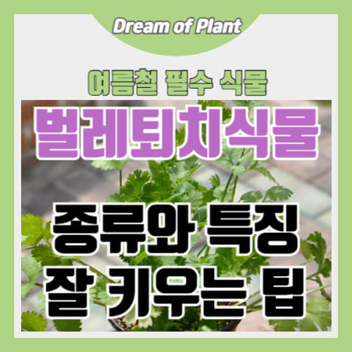 벌레퇴치식물 썸네일 이미지