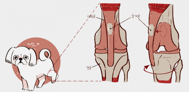 강아지 슬개골 탈구 증상 진단 수술