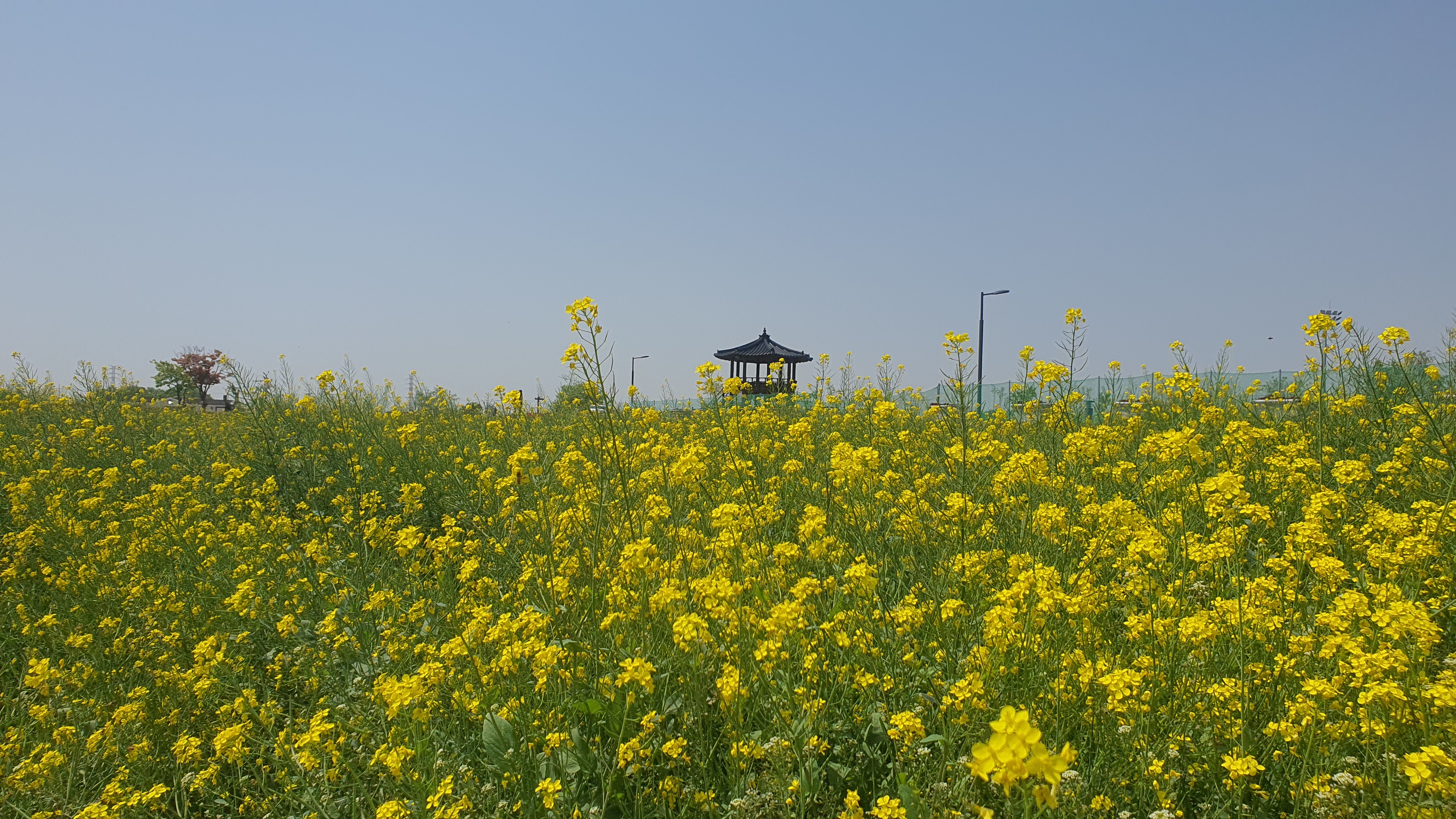 당진 유채꽃 명소 : 삽교호 호수공원