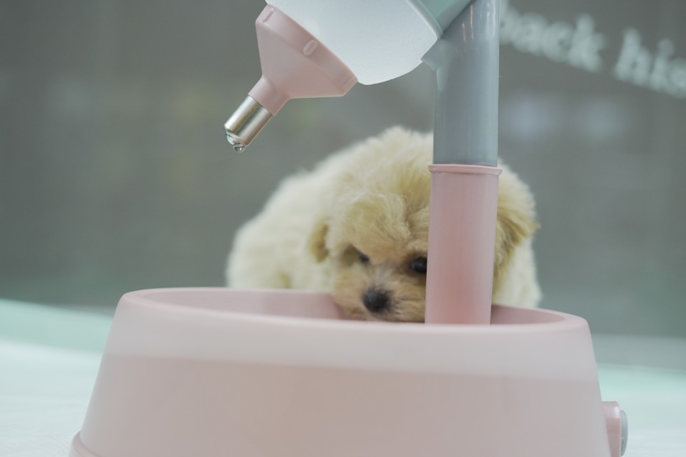 놀라운 외모 일산 강아지 분양 셀포메라니안 16