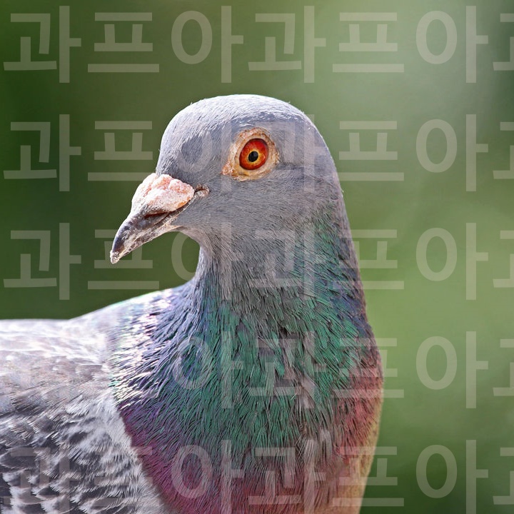  새로 발견된 뇌 구조는 왜 어떤 새들이 그렇게 똑똑하고 심지어 자기 인식까지 하는지 설명해 줍니다.
