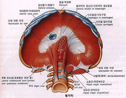 횡격막의 단면-사진