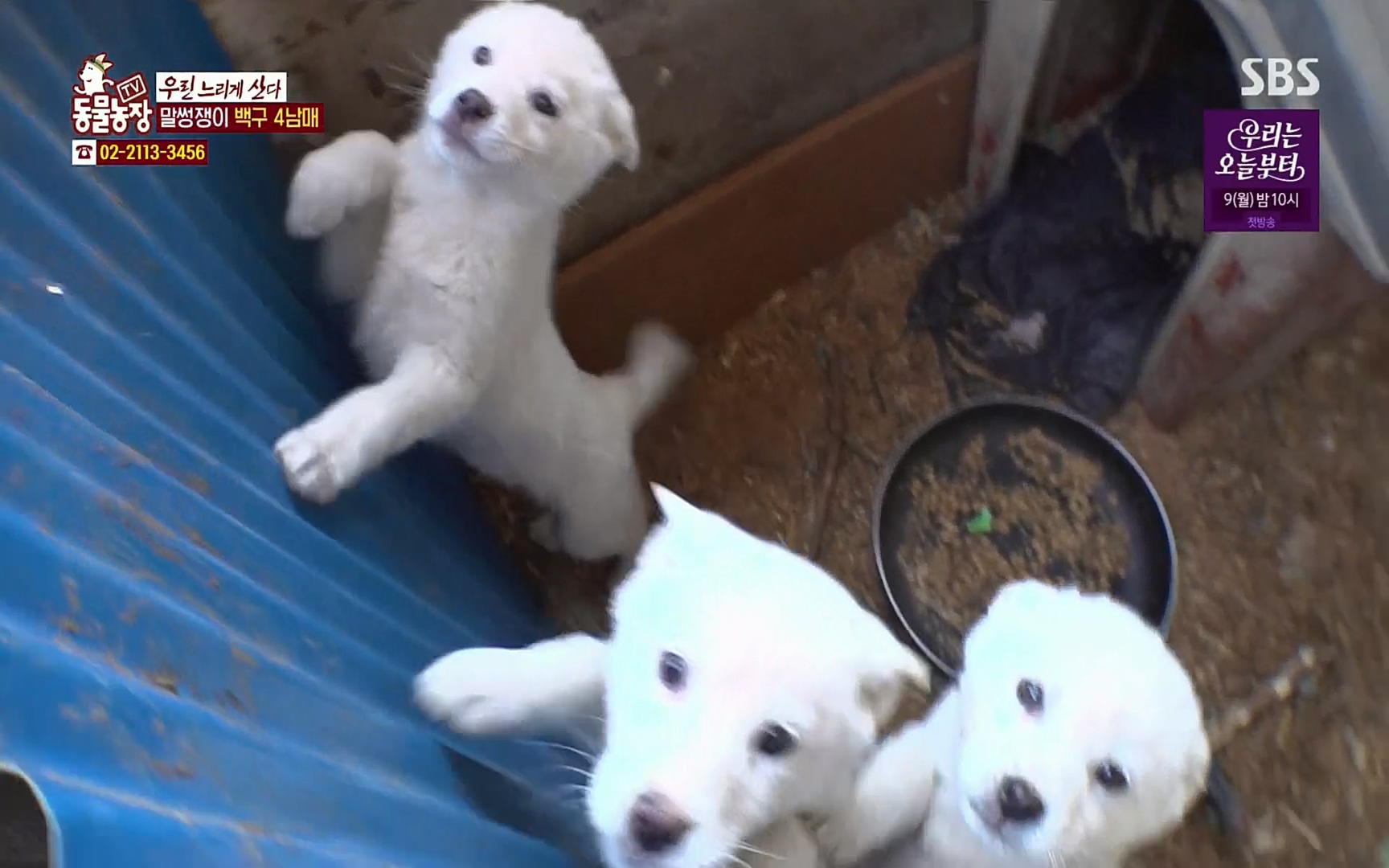 TV 동물농장.E1067.220501p.H264-F1RST.mp4_20220501_183902.987.jpg