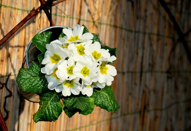 흰앵초(primroses)
