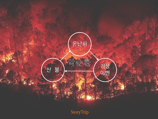  도쿄올림픽 여자배구와 산불과의 관계?