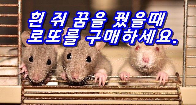  쥐 꿈은 길흉이 섞인 혼합몽입니다.