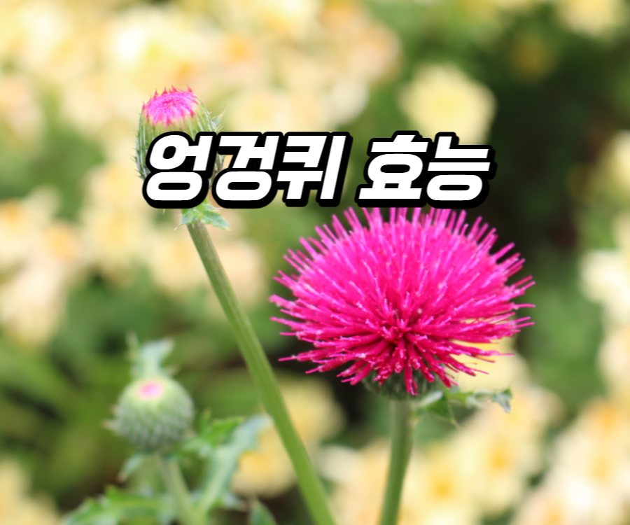 엉겅퀴