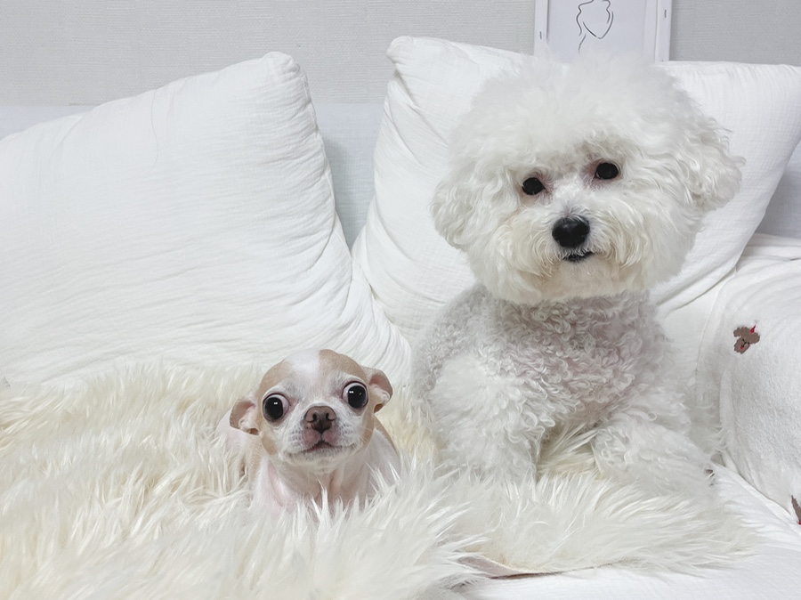 단모 성격 털빠짐 주의점 4