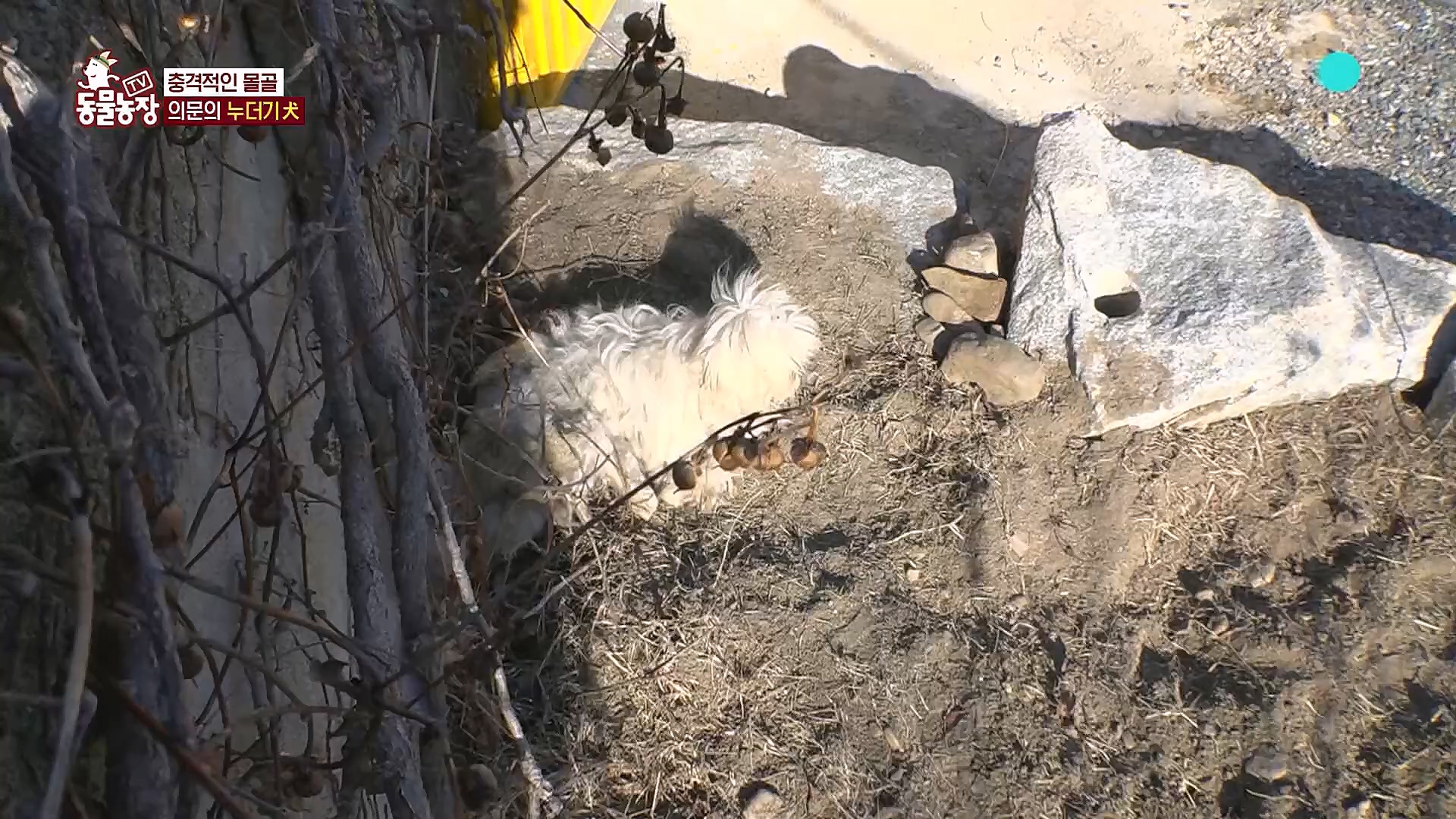 TV 동물농장.E1113.230326p.H264-F1RST.mp4_20230326_172513.725.jpg