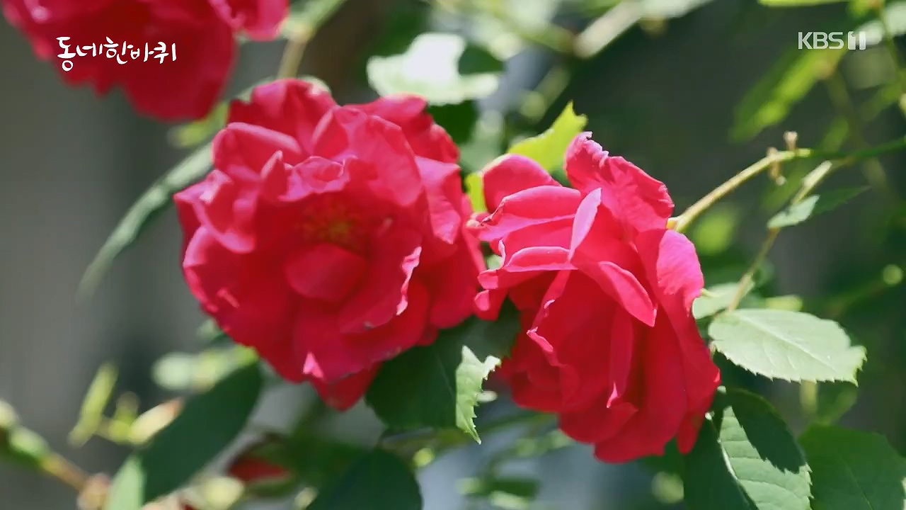 동네 한 바퀴.E277.240609p-NEXT.mp4_20240609_162922.387.jpg