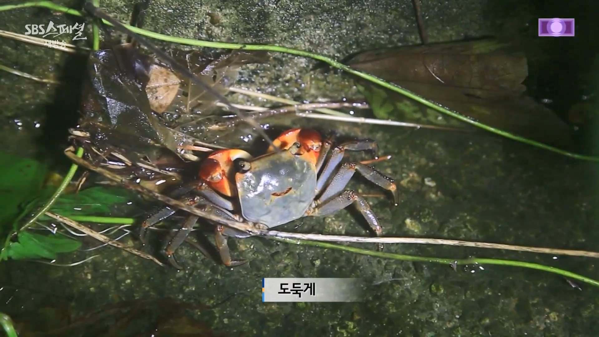 일요특선 다큐멘터리.E344.240310p-NEXT.mp4_20240310_153937.148.jpg