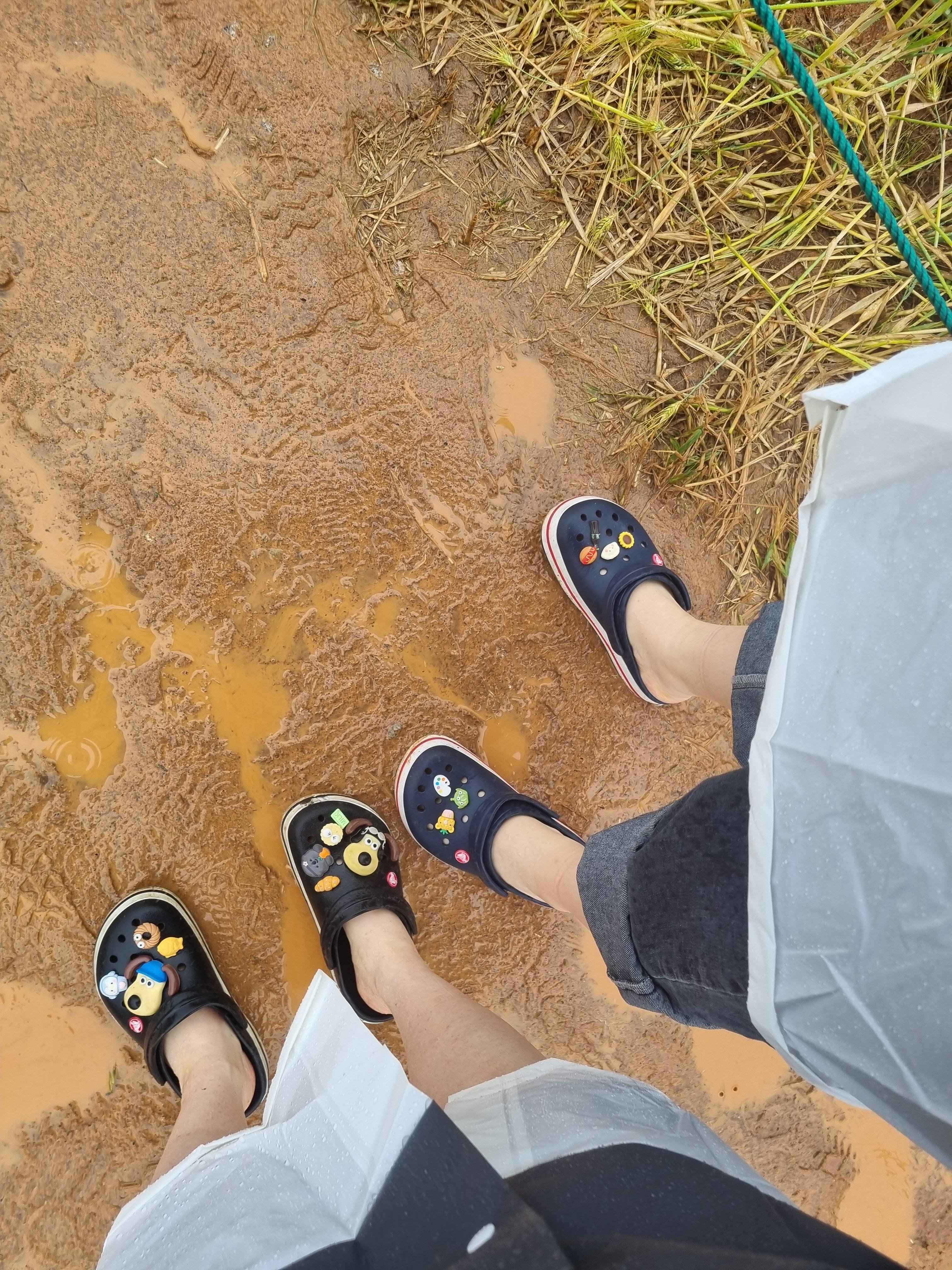 고창 청보리밭축제