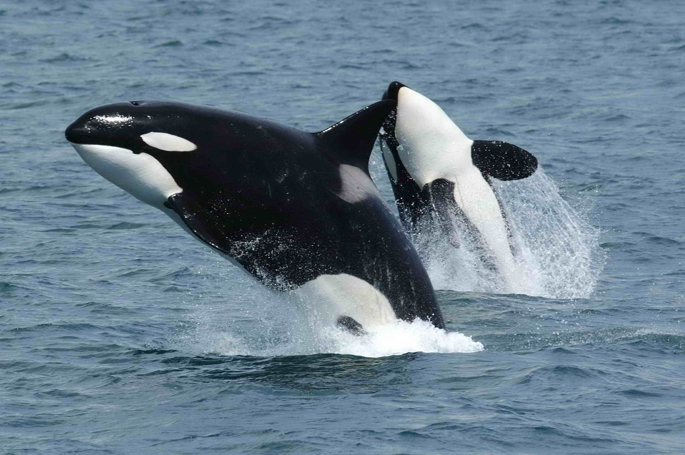  [일반상식] 귀엽지만 무서운 포식자 "범고래" 이야기 [killer whale]