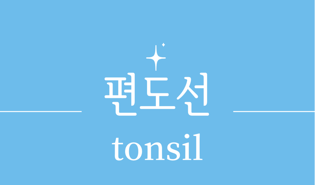 '편도선(tonsil)'