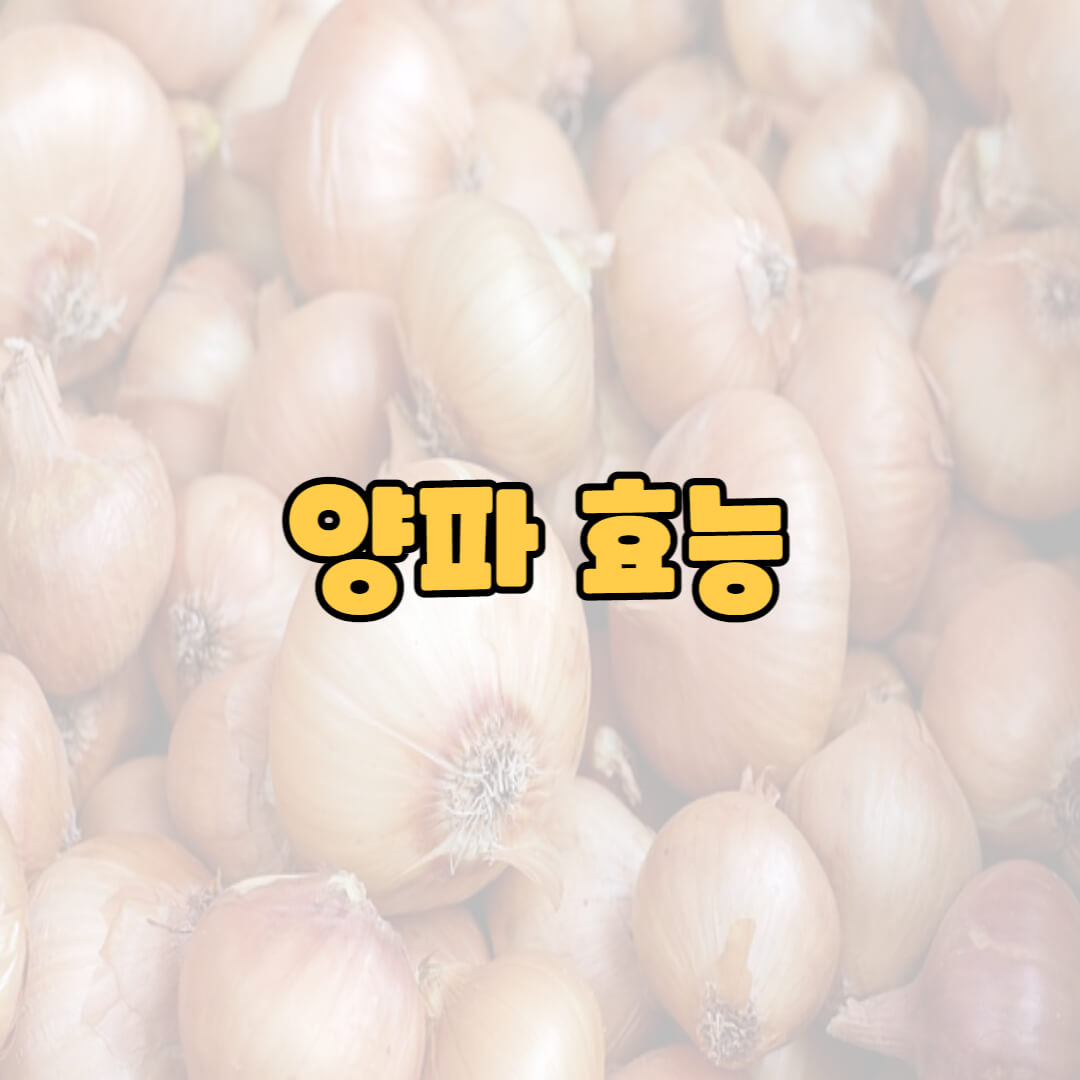  양파 효능 총정리