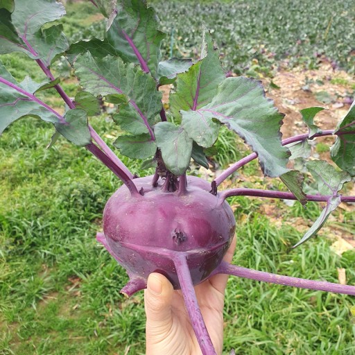 밭에서딴 콜라비