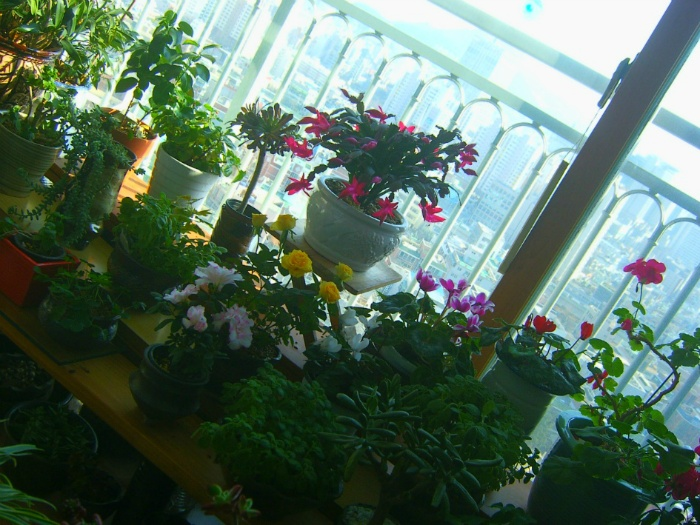 봄처럼 화사한 나의 놀이터 배란다정원 2