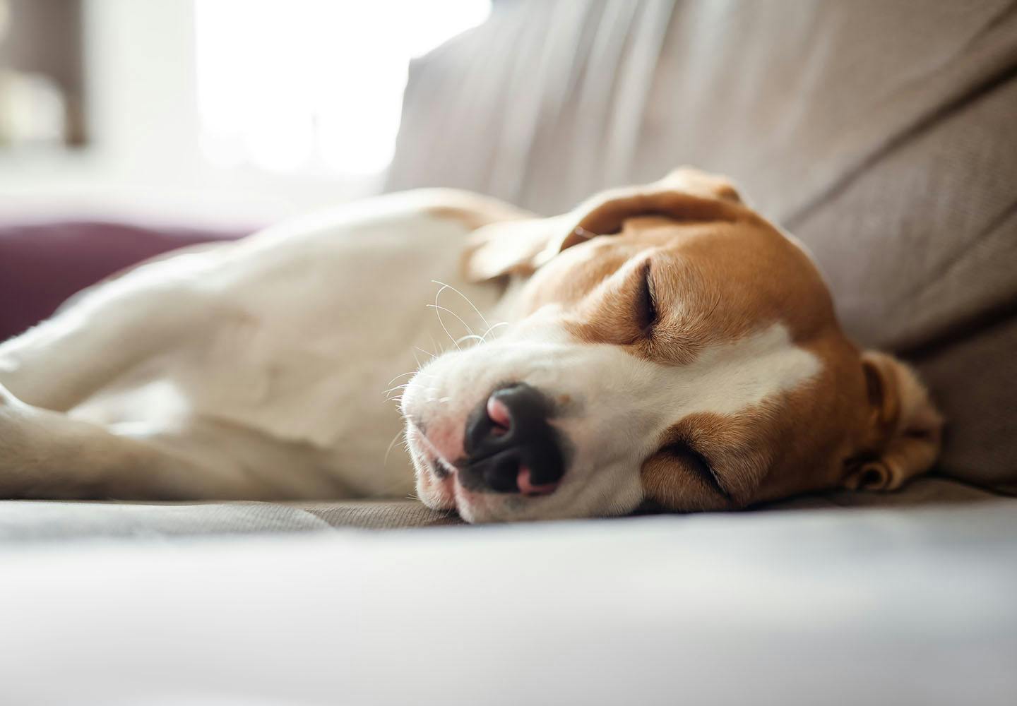 강아지 수면 문제