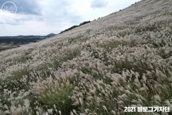 가을 감성 폭발하는 억새 명소 총정리 완벽 여행 가이드_21
