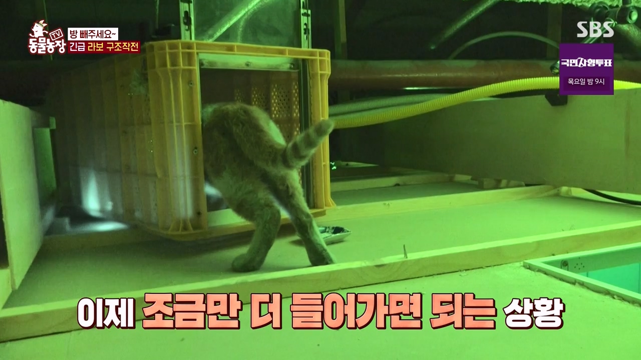 TV 동물농장.E1133.230814p-NEXT.mp4_20230813_171355.160.jpg