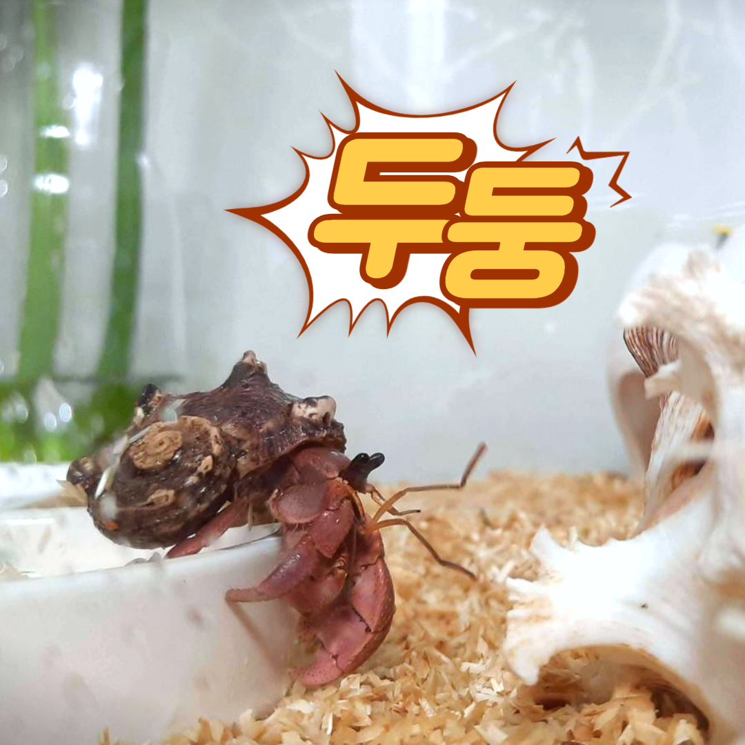  [소라게] 얼굴 보기 힘든 소라게씨