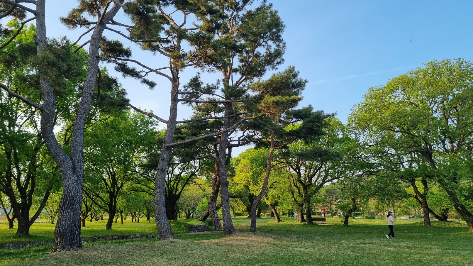 진평왕릉11