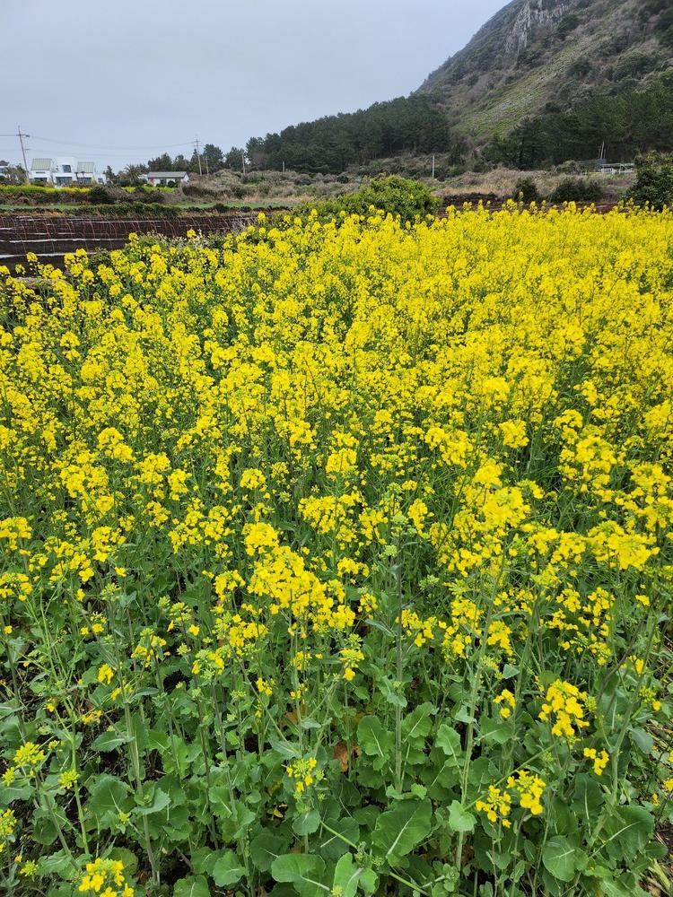 유채밭 제주1