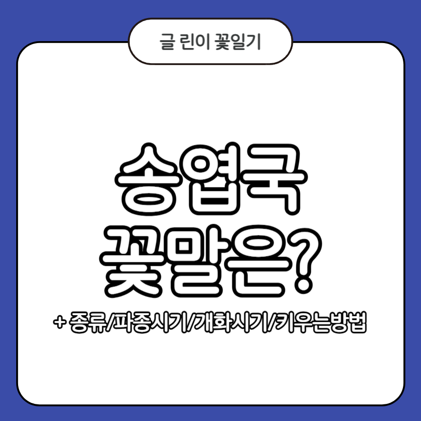 송엽국 꽃말