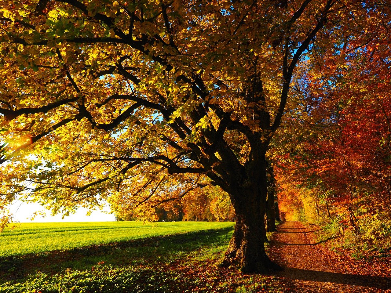 가을 나무 사진