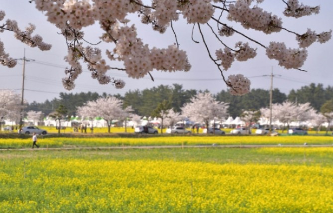 강원도 벚꽃 명소인 삼척맹방벚꽃길 모습