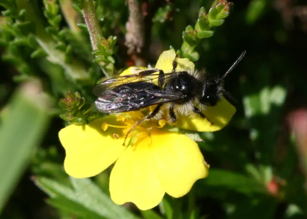 AI-Driven Algorithm Aims to Save Endangered &#39;Hopping&#39; Bee Species