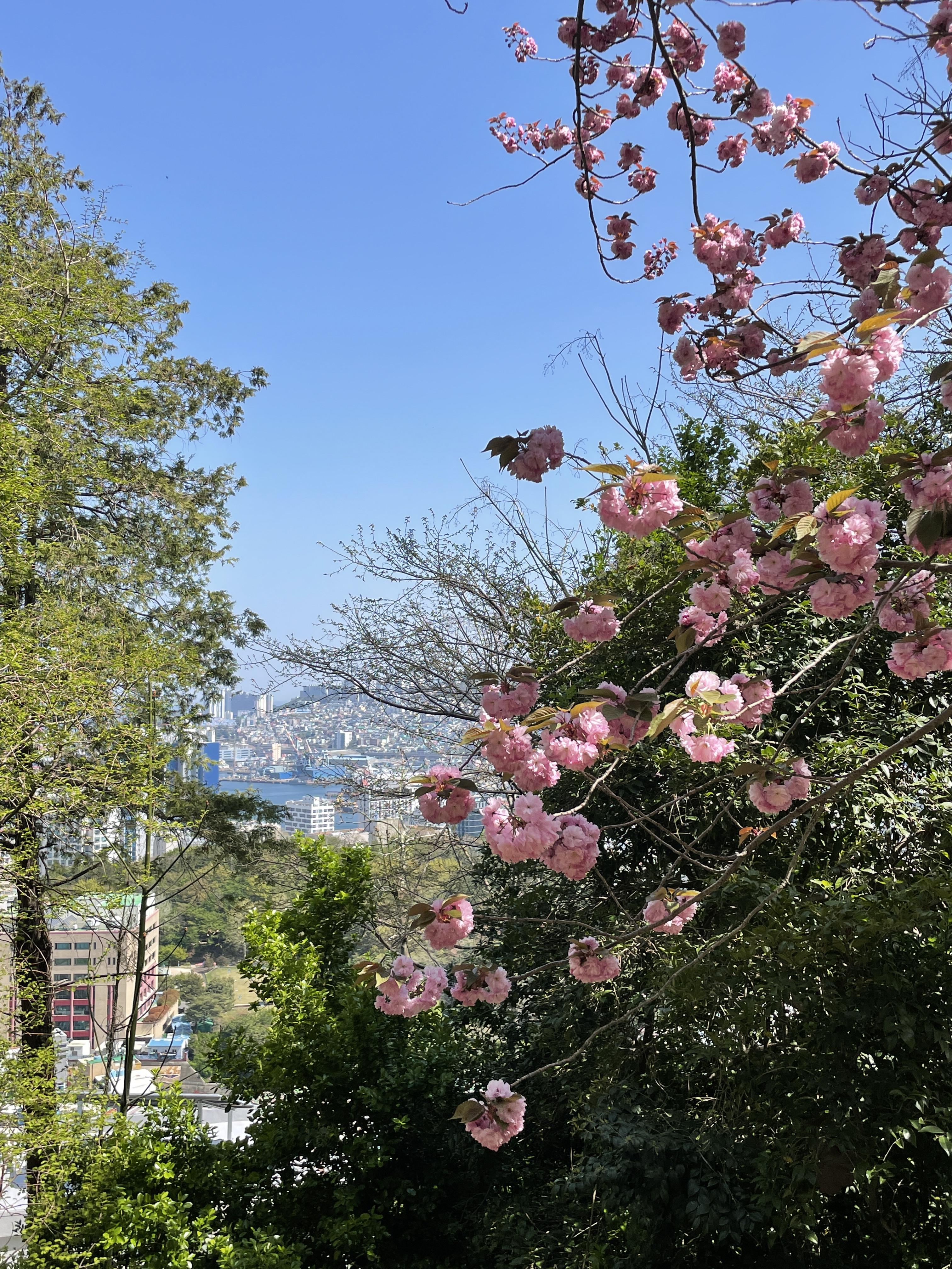 산책로에서 공터로 내려와 본 바다와 겹벚꽃!