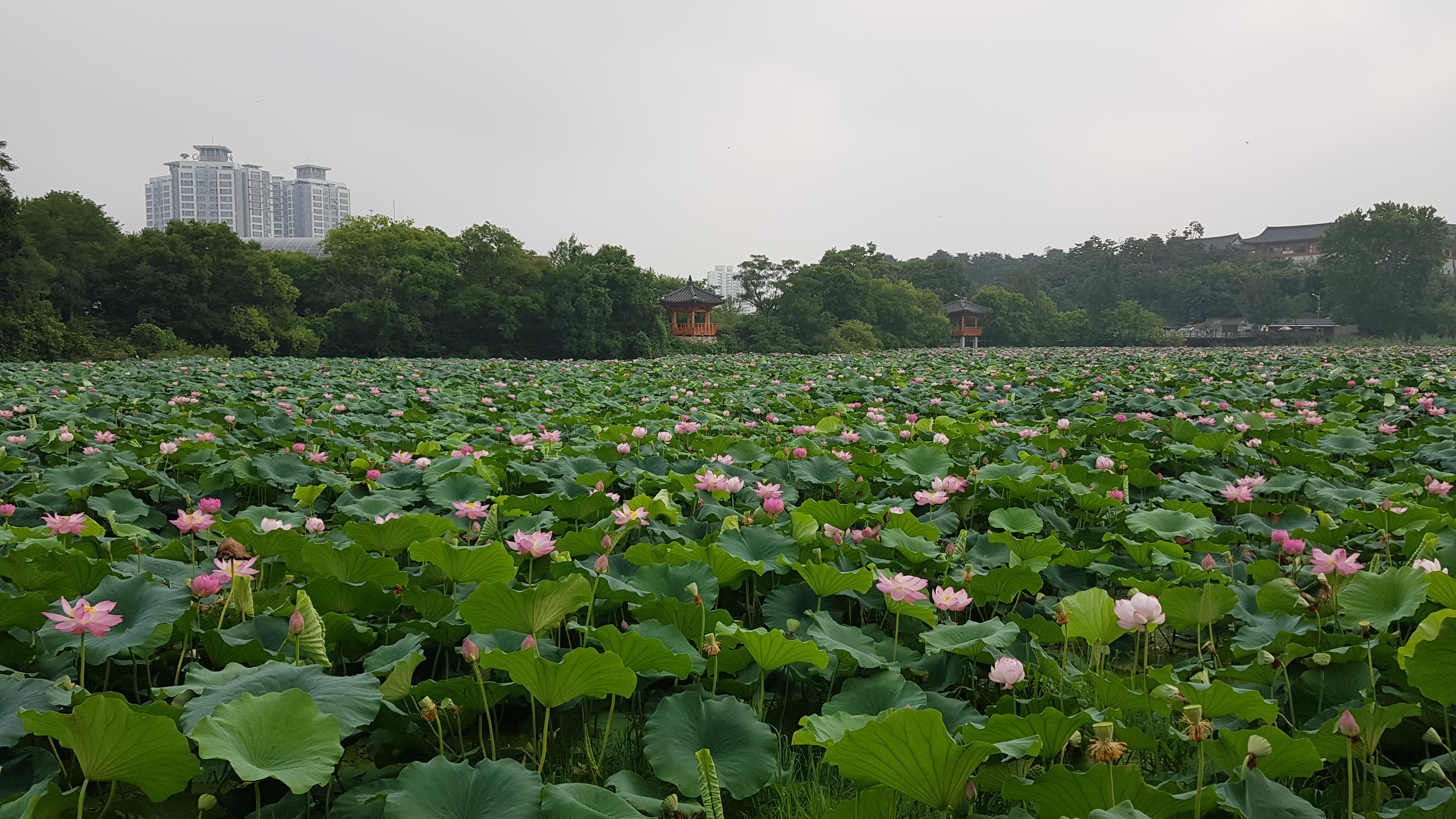 전주 덕진공원 연꽃