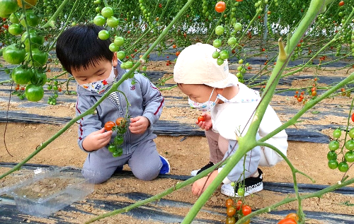 율봄식물원-토마토-체험