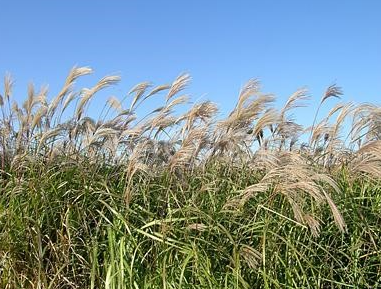 하늘공원