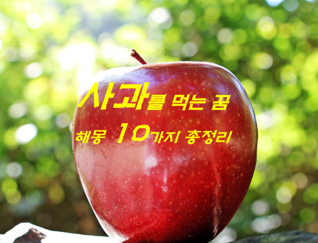  사과꿈 해몽 10가지 총정리