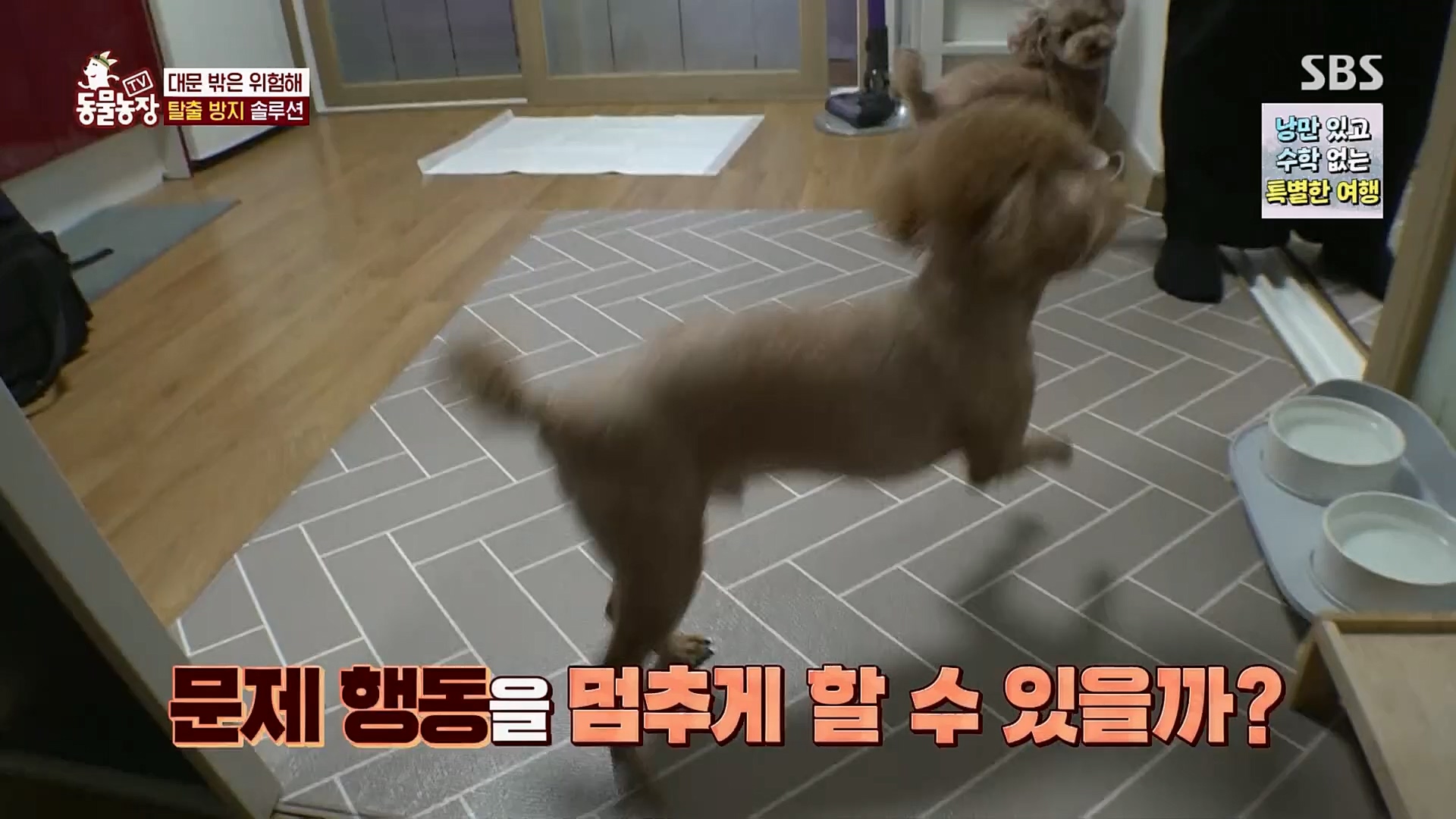 TV 동물농장.E1109.230226p.H264-F1RST.mp4_20230226_161913.273.jpg