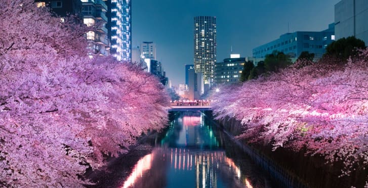 보라색 벚꽃이 강 양쪽으로 피어져 있다.