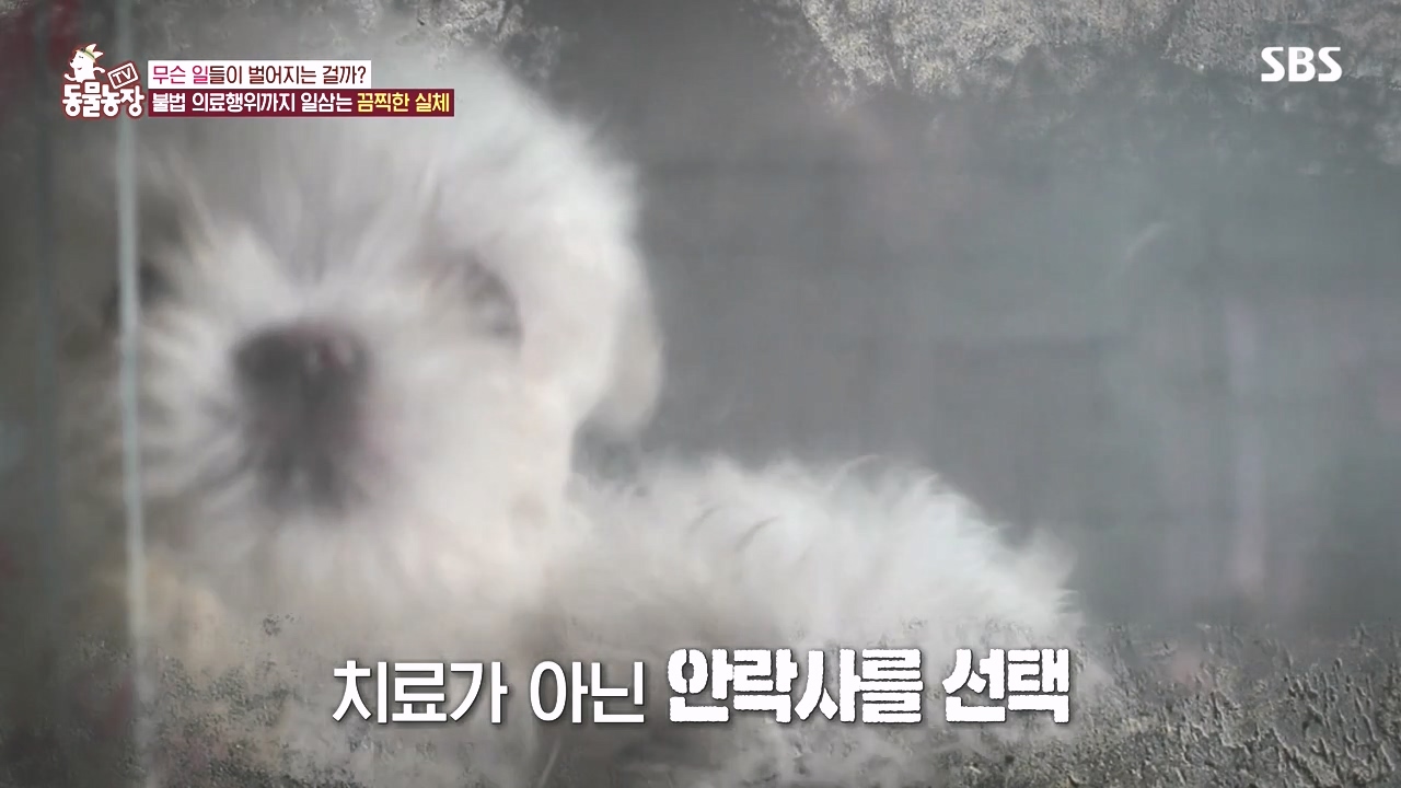 TV 동물농장.E1142.231023p-NEXT.mp4_20231022_172447.689.jpg