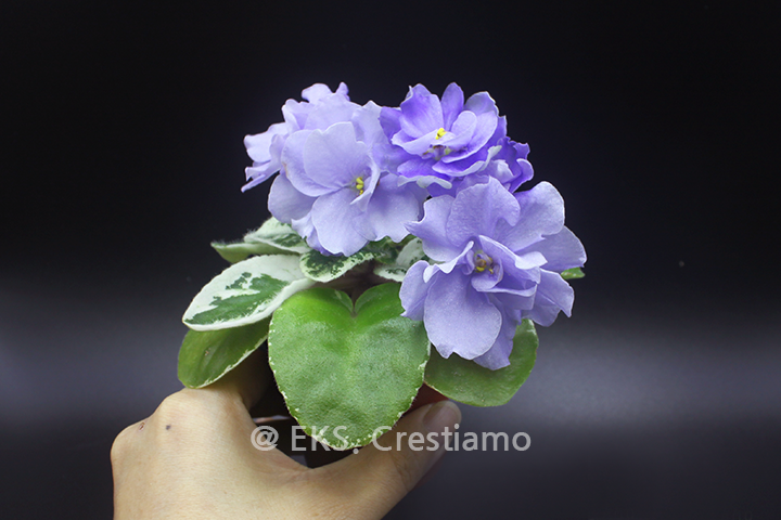 AfricanViolet_790-5_미니바이올렛
