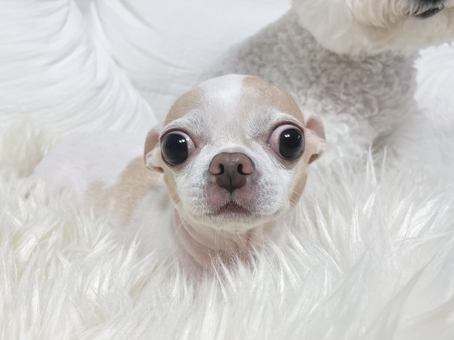 단모 성격 털빠짐 주의점 17