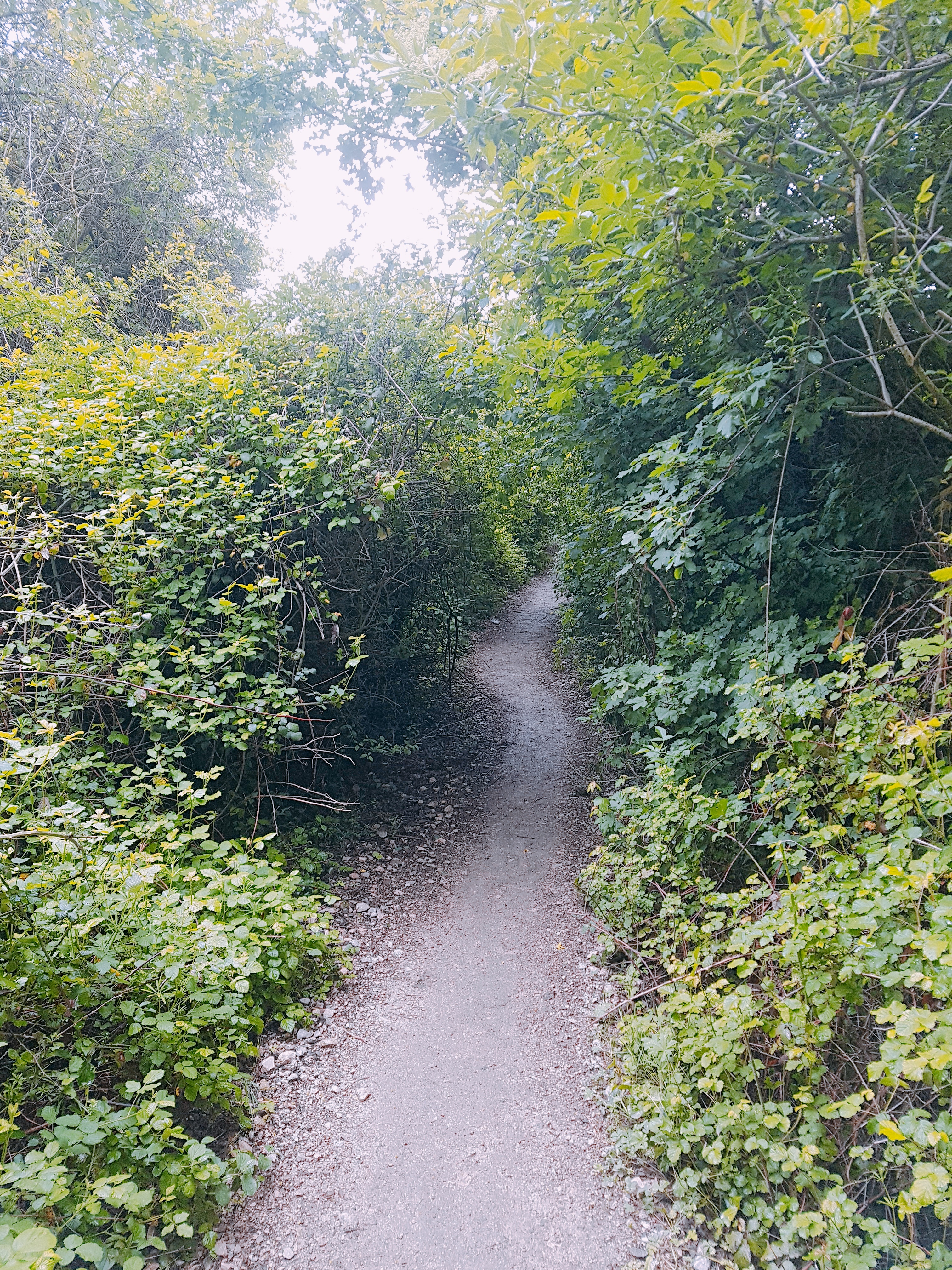  Camino de Santiago - 190524, 2일차 [론세스바예스 → 라라소냐]