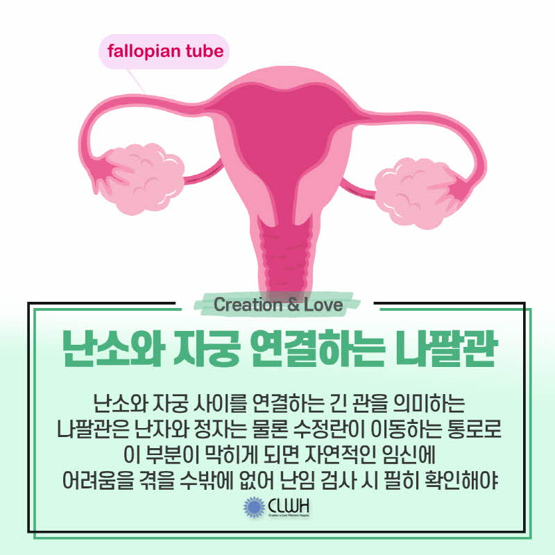 fallopian tube
Creation &amp; Love
난소와 자궁 연결하는 나팔관
난소와 자궁 사이를 연결하는 긴 관을 의미하는 나팔관은 난자와 정자는 물론 수정란이 이동하는 통로로 이 부분이 막히게 되면 자연적인 임신에 어려움을 겪을 수밖에 없어 난임 검사 시 필히 확인해야
CLWH