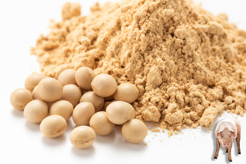  Harnessing molecular farming to grow pork protein in pink soybeans