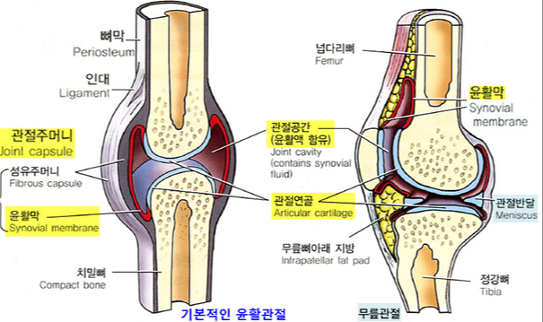 윤활 관절