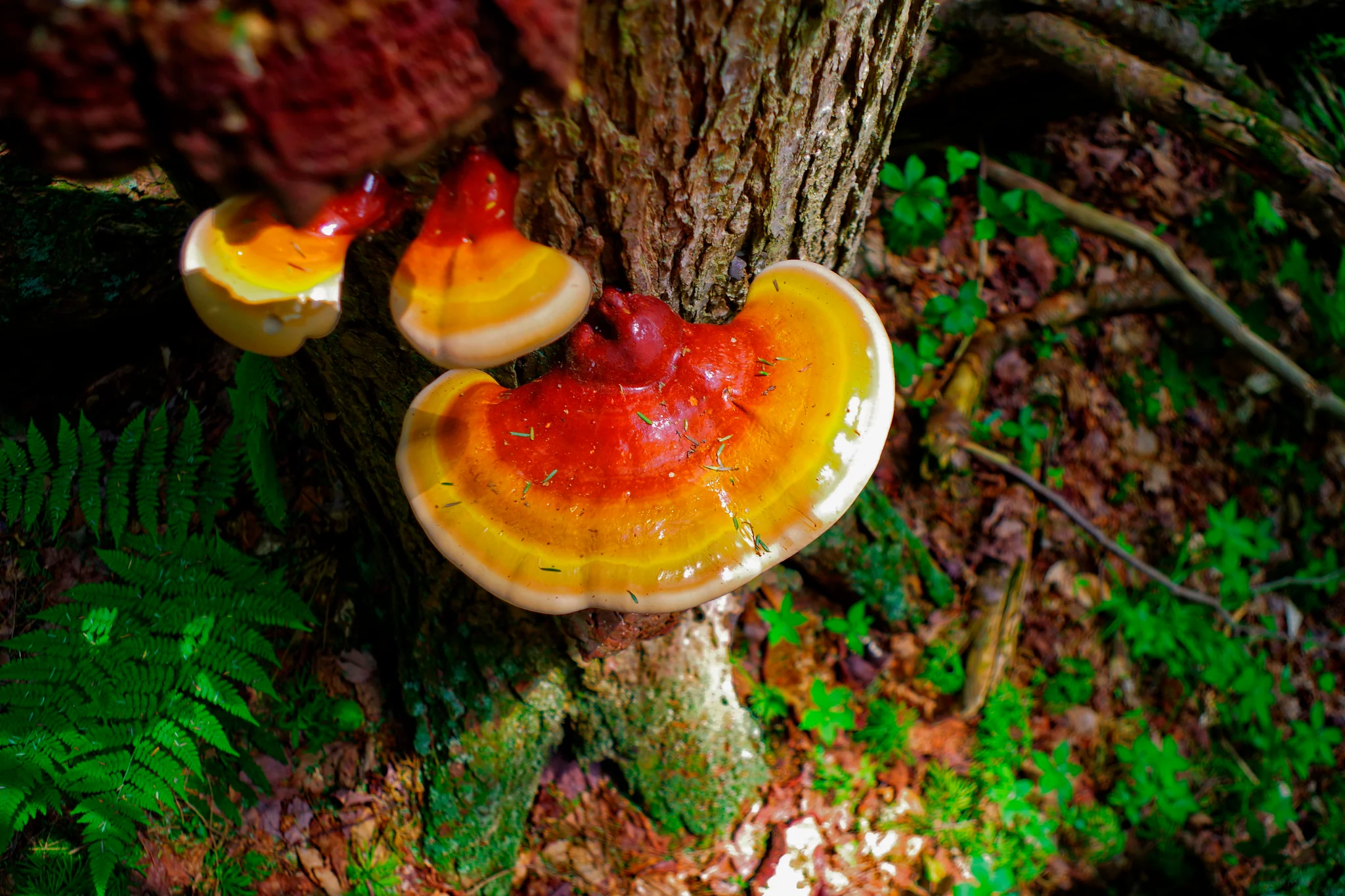 영지 버섯(Reishi Mushroom)