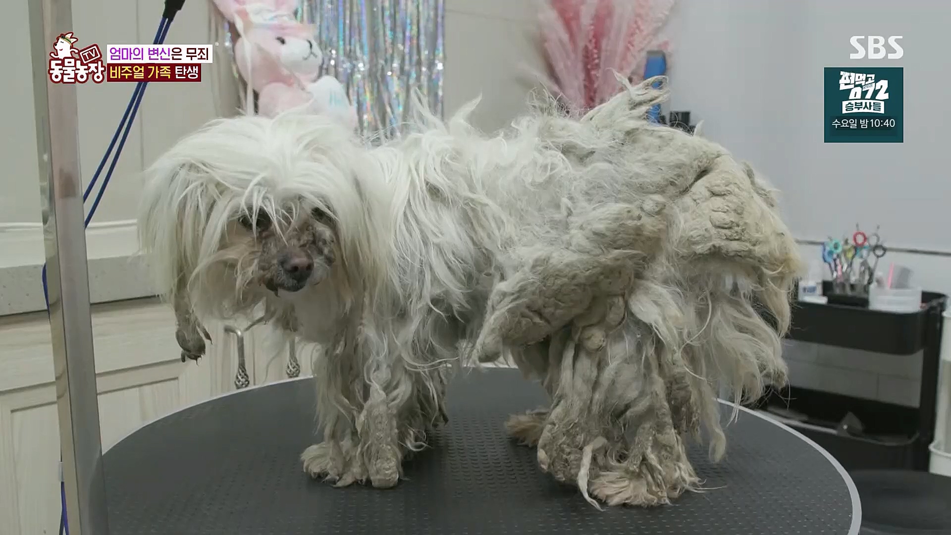 TV 동물농장.E1113.230326p.H264-F1RST.mp4_20230326_172521.944.jpg