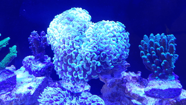 산호의 종류 알아보기