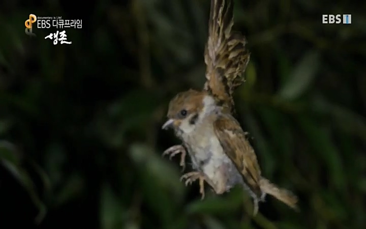 EBS 다큐프라임_ 220628.avi_20220629_205411.489.jpg